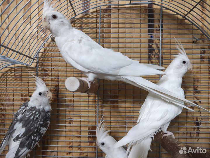 Попугай карелла