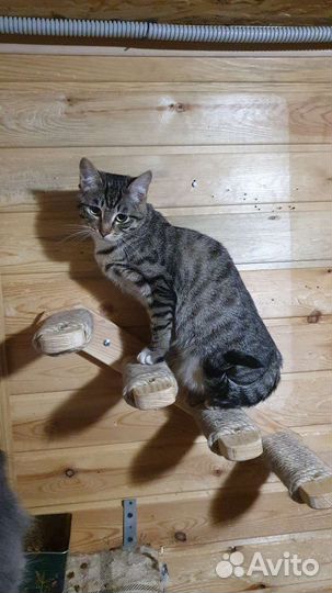 Кошка подросток