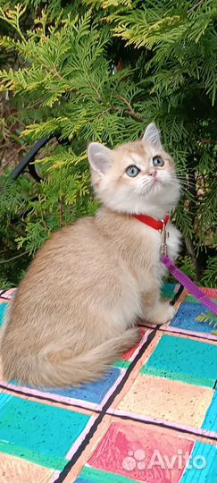 Кошка британская золотая шиншилла