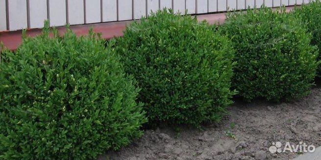 Буксус - самшит