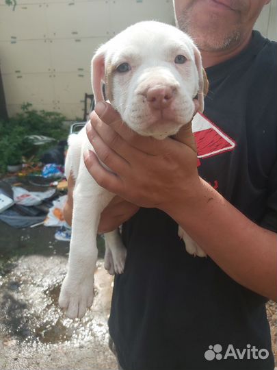 Щенки питбуля