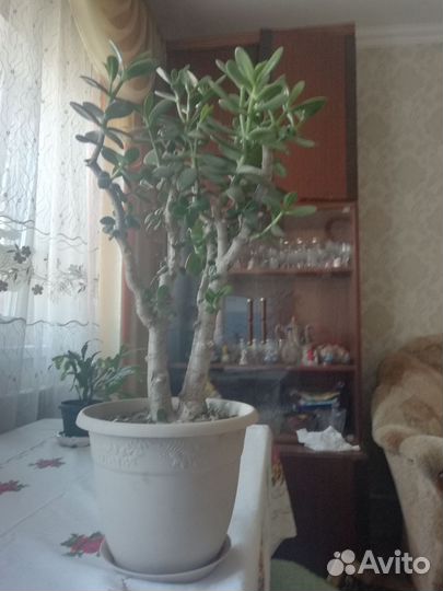 Денежное дерево толстянка
