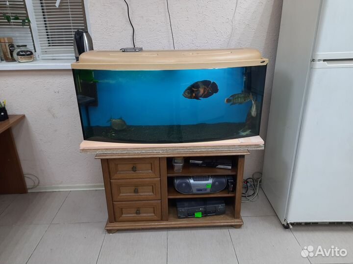 Астронотус