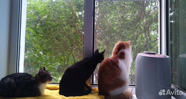 Котоняня / няня для кошки