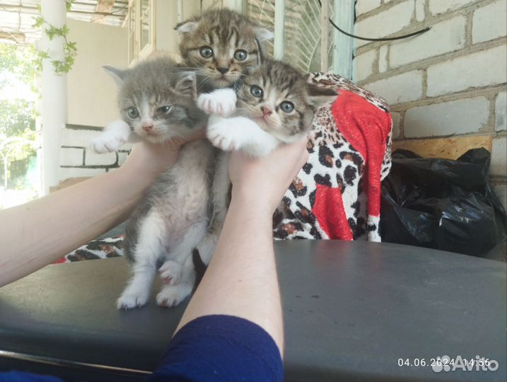 Кошка Шатланские