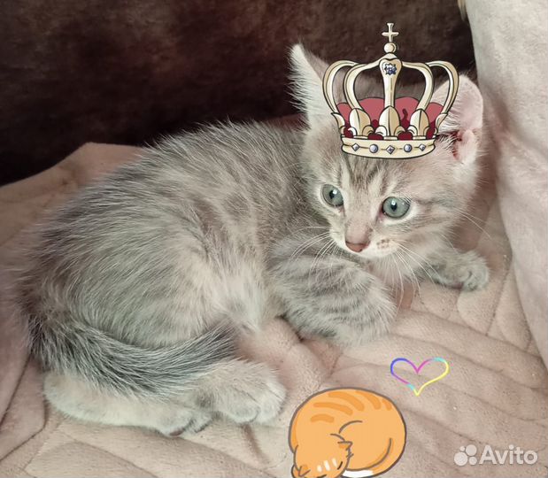 Котеночек