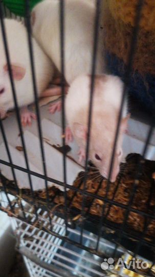 Декоративная крыса в добрые руки