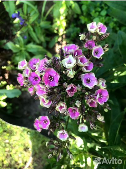 Флокс неон ауреоле