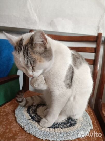 Кошка стерилизованная