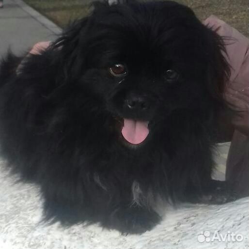 Помесь пекинеса