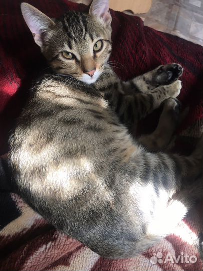 Бенгальские котята серебро и золото