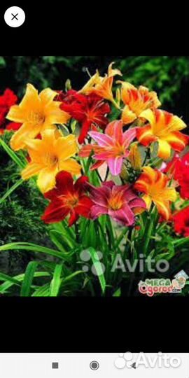 Многолетники