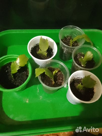 Декабрист коралловый и жёлтый