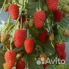 Гордость России малина саженцы