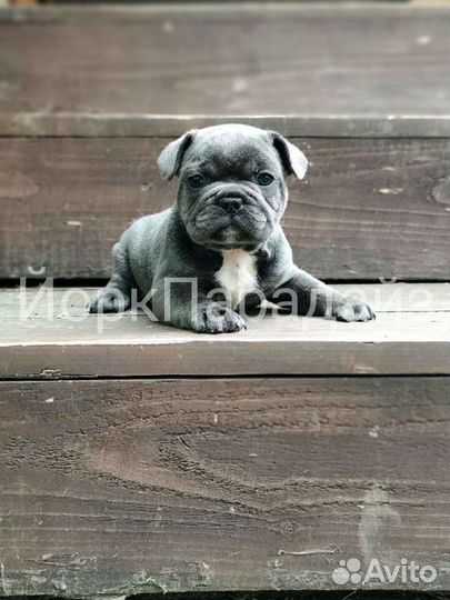 Французский бульдог