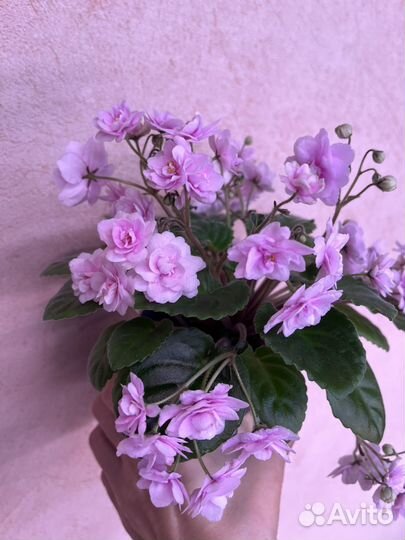 Цветущая фиалка