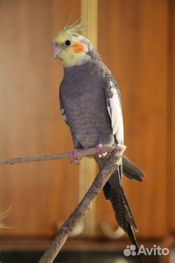 Попугай карелла самец