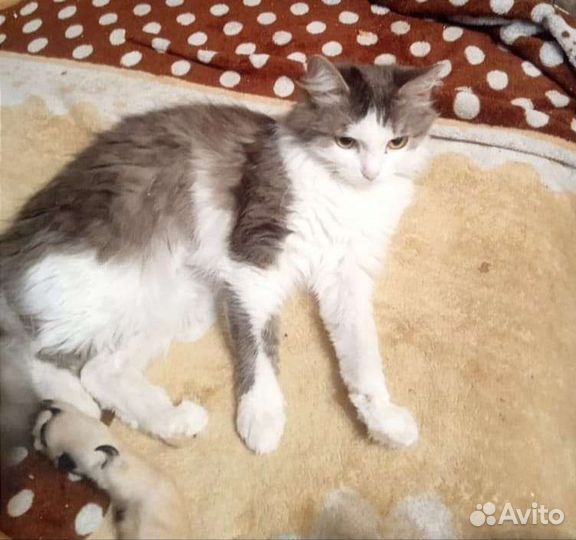 Веселая и игривая кошечка Ася ищет дом