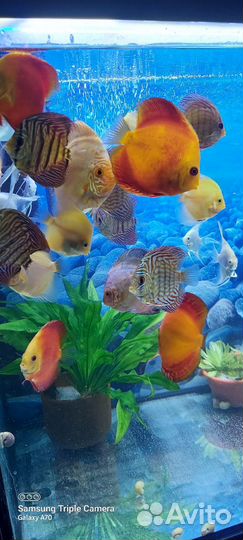 Аквариумные рыбки дискусы