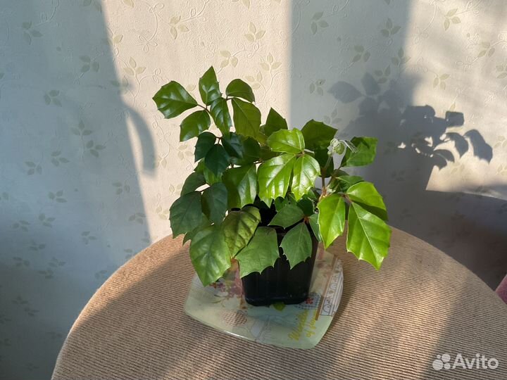 Циссус березка