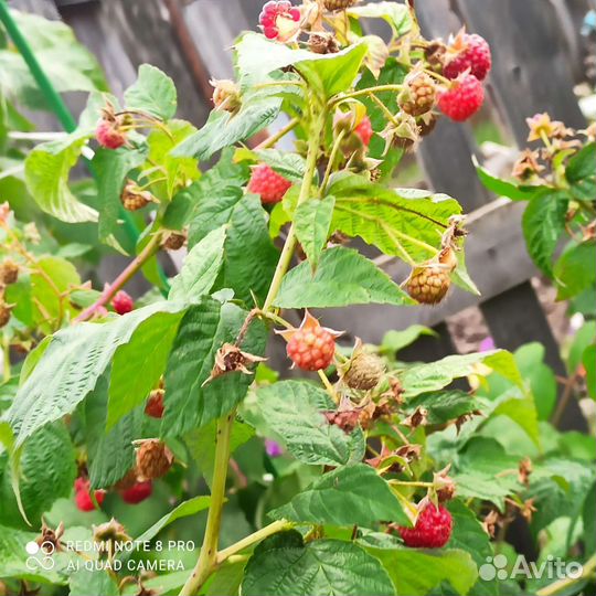 Саженцы. Малина сорт Августовское чудо