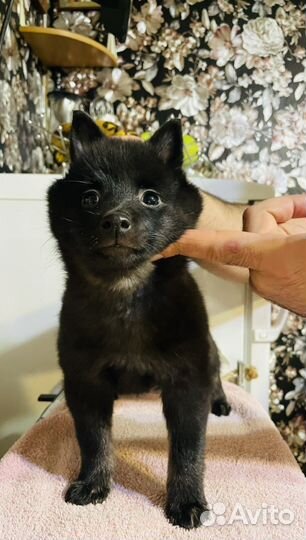 Щенки шипперке