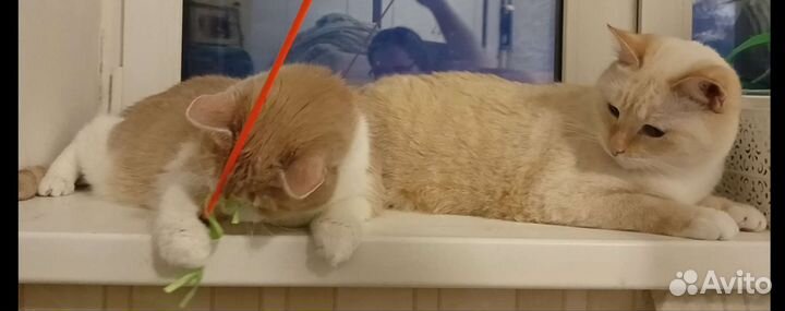 Весёлая парочка кошка и кот. Стерильные