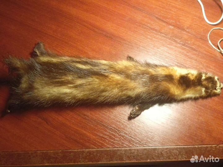 Норка с кожей, чучело