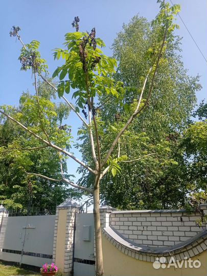 Грецкий орех саженцы