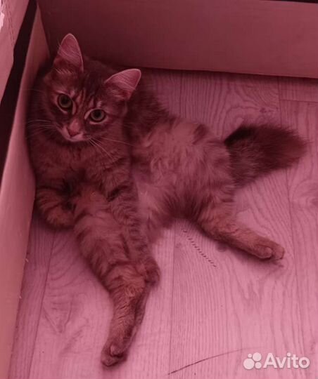 Передержка собак/кошек