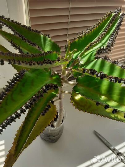 Каланхоэ Дегримона 0,50 см