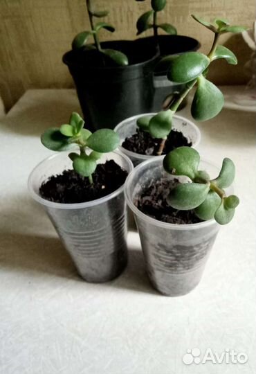 Денежное дерево