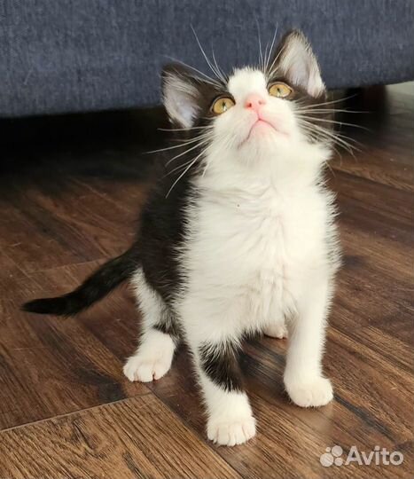 Малыши маркизики черно белые котята бесплатно