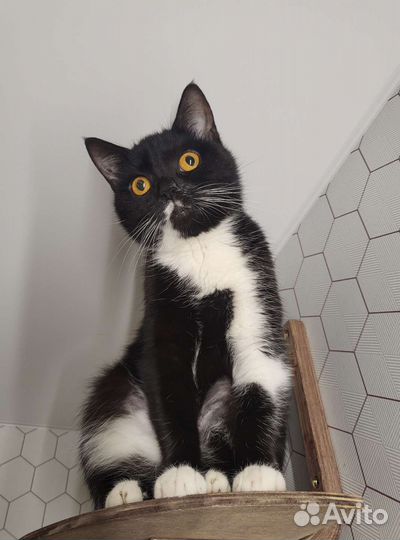 Кошечка Пи ищет дом :)