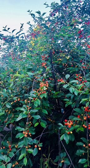 Дача 20 м² на участке 12 сот.