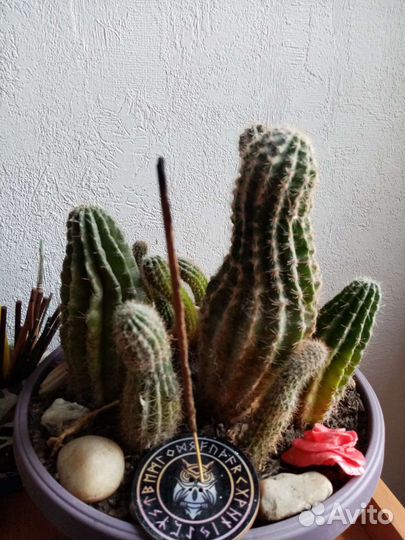 Кактусы, стапелия, бразилиопунция