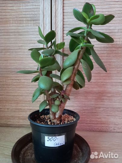 Денежное дерево, толстянка, крассула