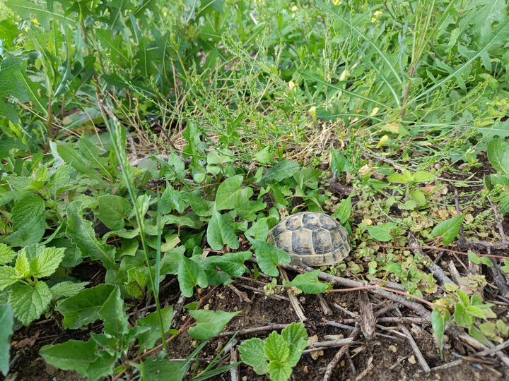 Участок 8 сот. (СНТ, ДНП)