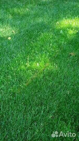 Рулонный газон, укладка, продажа