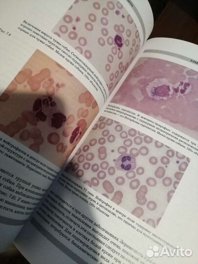 Атлас ветеринарной гематологии В. Риган Т. Сандерс