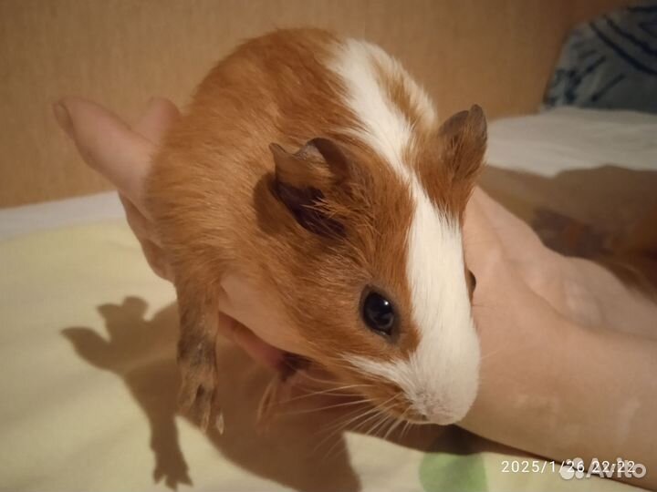 Морская свинка малыш