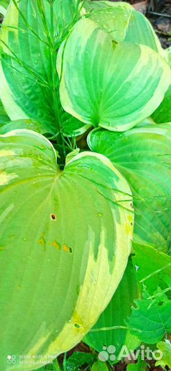 Ромашка аптечная