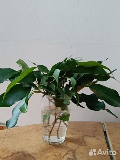 Фикус бенджамина,циссус,сансевиерия традесканция