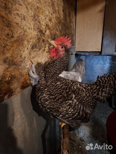 Молодые петухи