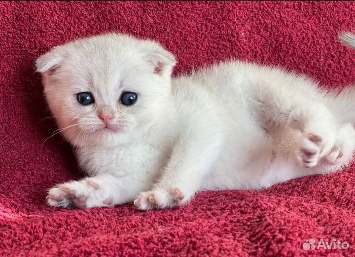 Шотландские котята