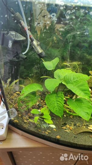 Аквариум