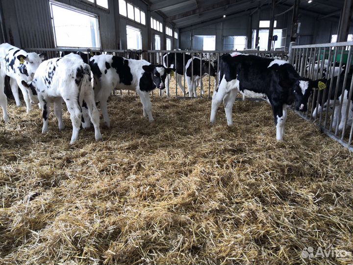 Телята бычки на откорм