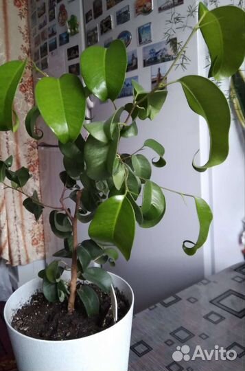 Драцена,Кротон,Аглаонема, Фикус, Аспарагус