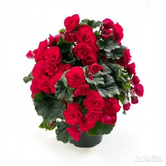 Бегония элатиор