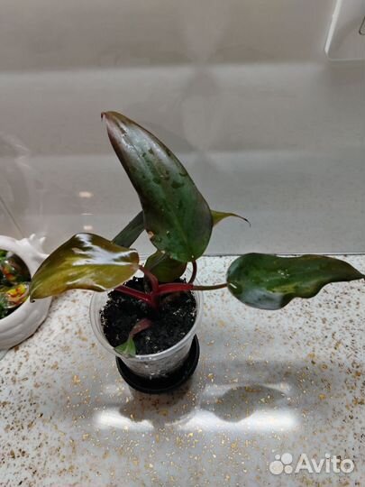 Комнатные растения